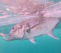 Image result for Caranx ignobilis