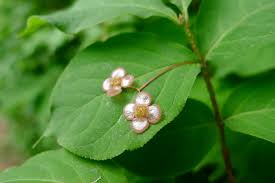 Attēlu rezultāti vaicājumam “Euonymus verrucosus”