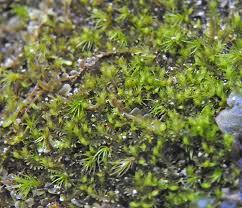 Attēlu rezultāti vaicājumam “Tritomaria exsecta macro”