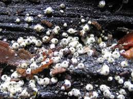 Attēlu rezultāti vaicājumam “Lasiosphaeria ovina”