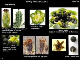 Attēlu rezultāti vaicājumam “Papaver argemone fruit”
