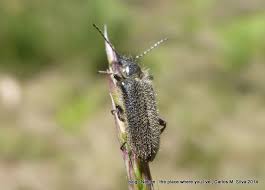 Attēlu rezultāti vaicājumam “Dasytidae”