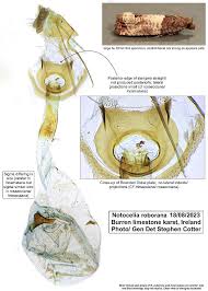 Attēlu rezultāti vaicājumam “Notocelia roborana”