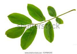 Attēlu rezultāti vaicājumam “Juglans x sinensis leaf”