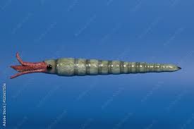 Attēlu rezultāti vaicājumam “Endoceras”