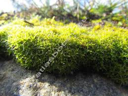 Attēlu rezultāti vaicājumam “Syntrichia virescens”