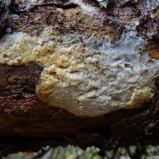 Attēlu rezultāti vaicājumam “Hapalopilus aurantiacus”