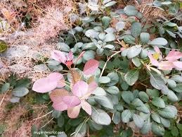 Attēlu rezultāti vaicājumam “Cotinus coggygria flower”