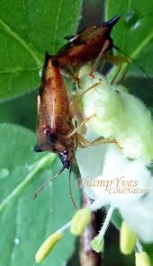 Attēlu rezultāti vaicājumam “Elasmucha ferrugata”