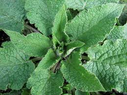 Attēlu rezultāti vaicājumam “Symphytum asperum leaf”