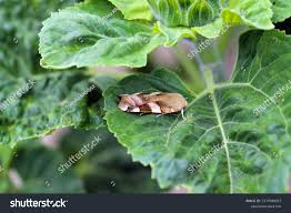 Attēlu rezultāti vaicājumam “Noctua fimbriata larva”