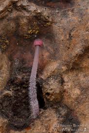 Attēlu rezultāti vaicājumam “Mycena purpureofusca”