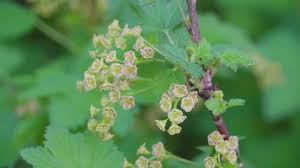 Attēlu rezultāti vaicājumam “Chenopodium acerifolium flower”