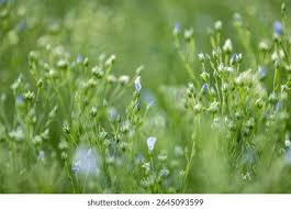 Attēlu rezultāti vaicājumam “Linum usitatissimum bud”