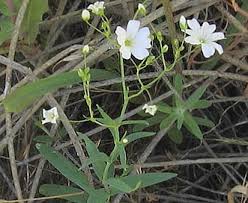 Image result for Gypsophila elegans