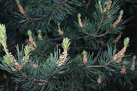 Attēlu rezultāti vaicājumam “Larix decidua var. polonica”