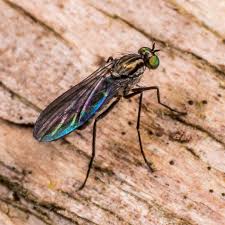 Attēlu rezultāti vaicājumam “Dolichopodidae”