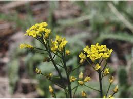 Attēlu rezultāti vaicājumam “Draba nemorosa”