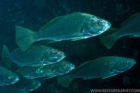 Image result for Argyrosomus japonicus