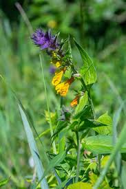 Attēlu rezultāti vaicājumam “Melampyrum nemorosum leaf”