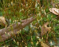 Attēlu rezultāti vaicājumam “Polytrichastrum formosum”