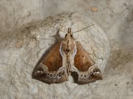 Attēlu rezultāti vaicājumam “Hypena crassalis”