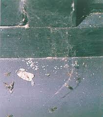 Image result for insect poop