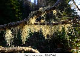 Attēlu rezultāti vaicājumam “Usnea filipendula”