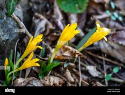 Attēlu rezultāti vaicājumam “Colchicum luteum”