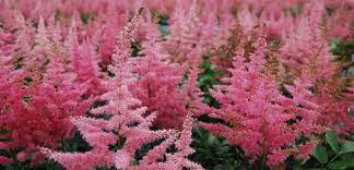 Image result for Astilbe