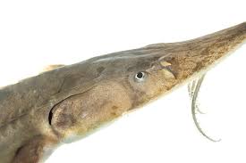 Image result for Scaphirhynchus platorynchus