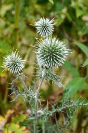Attēlu rezultāti vaicājumam “Echinops sphaerocephalus leaf”