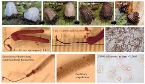 Attēlu rezultāti vaicājumam “Lamproderma pseudomaculatum spores”
