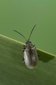 Attēlu rezultāti vaicājumam “Lochmaea caprea”