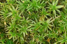 Attēlu rezultāti vaicājumam “Atrichum flavisetum sporophyte”