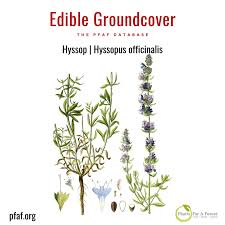 Attēlu rezultāti vaicājumam “Hyssopus officinalis”