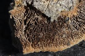 Attēlu rezultāti vaicājumam “Gloeophyllum trabeum”