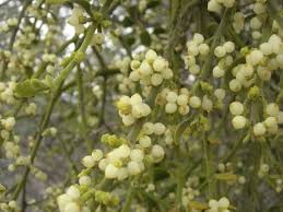 Attēlu rezultāti vaicājumam “Santalaceae”