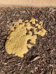 Attēlu rezultāti vaicājumam “Willkommlangea reticulata plasmodium”