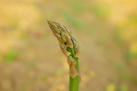 Attēlu rezultāti vaicājumam “Asparagus officinalis leaf”
