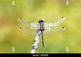 Attēlu rezultāti vaicājumam “Leucorrhinia dubia”