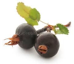 Attēlu rezultāti vaicājumam “Rosa majalis fruit”