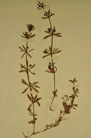 Attēlu rezultāti vaicājumam “Galium album fruit”