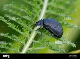 Attēlu rezultāti vaicājumam “Galeruca tanaceti”