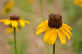 Attēlu rezultāti vaicājumam “Rudbeckia hirta var. hirta”