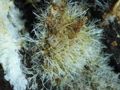 Attēlu rezultāti vaicājumam “Tilachlidium brachiatum”