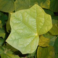 Attēlu rezultāti vaicājumam “Menispermum dauricum leaf”