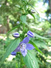 Image result for Campanula americana