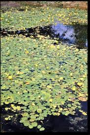 Attēlu rezultāti vaicājumam “Hydrocharitaceae”