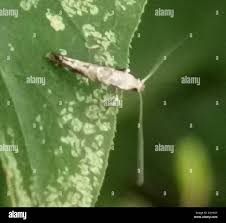 Attēlu rezultāti vaicājumam “Gracillaria syringella larva”